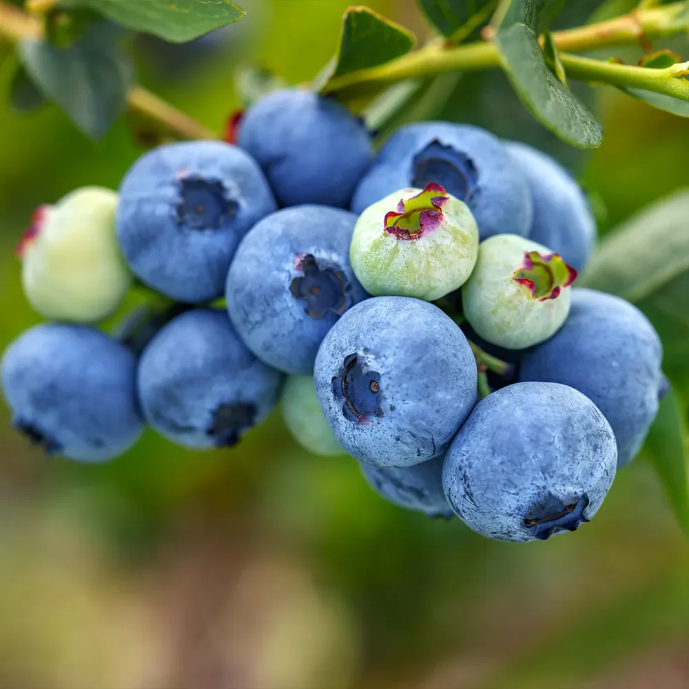 Polaris Northern Highbush Blueberry Bush - Cold Hardy Fruit Plant
