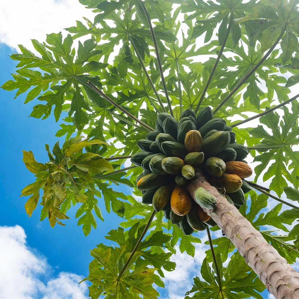 Tropical Papaya Tree Live Fruit Plant for Home and Garden 1