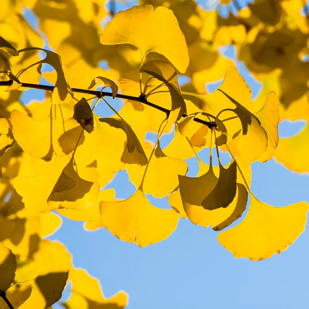 Spring Grove Ginkgo Tree - Realistic Artificial Indoor Decorative Plant 1
