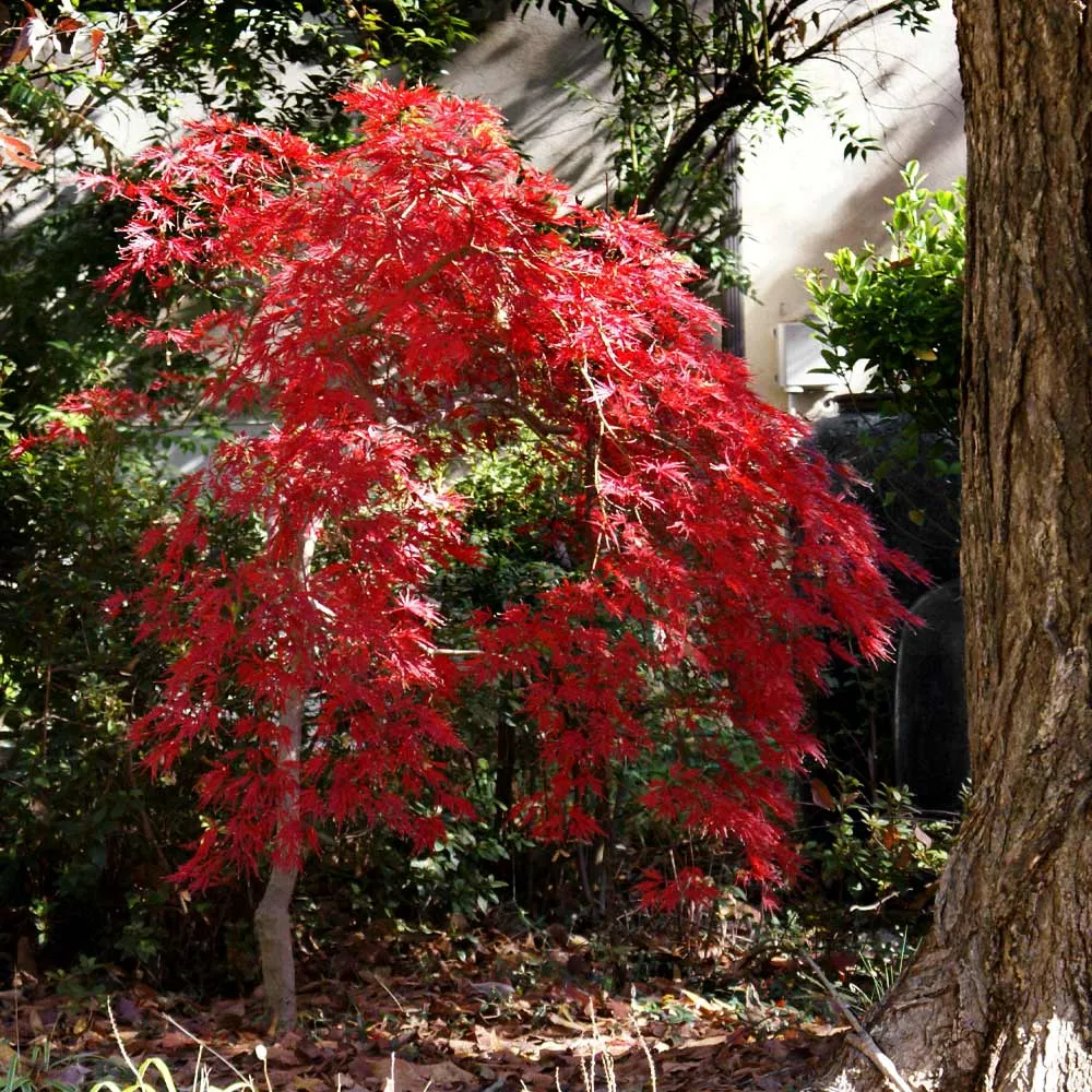 Red Select Japanese Maple Tree - Ornamental Deciduous Garden Plant 3