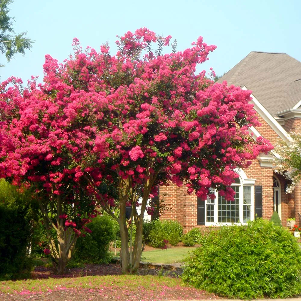 Tonto Crape Myrtle Tree - Compact Deciduous Flowering Shrub
