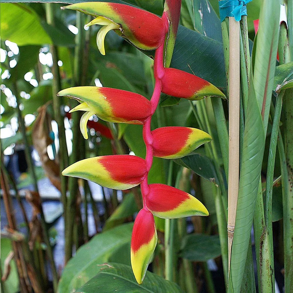Lobster Claw Plant (Heliconia rostrata) Tropical Indoor Specimen 1