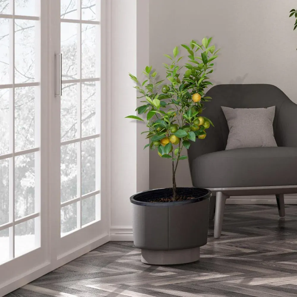 Meyer Lemon Tree - Live Citrus Fruit Plant for Indoor and Outdoor Use 2