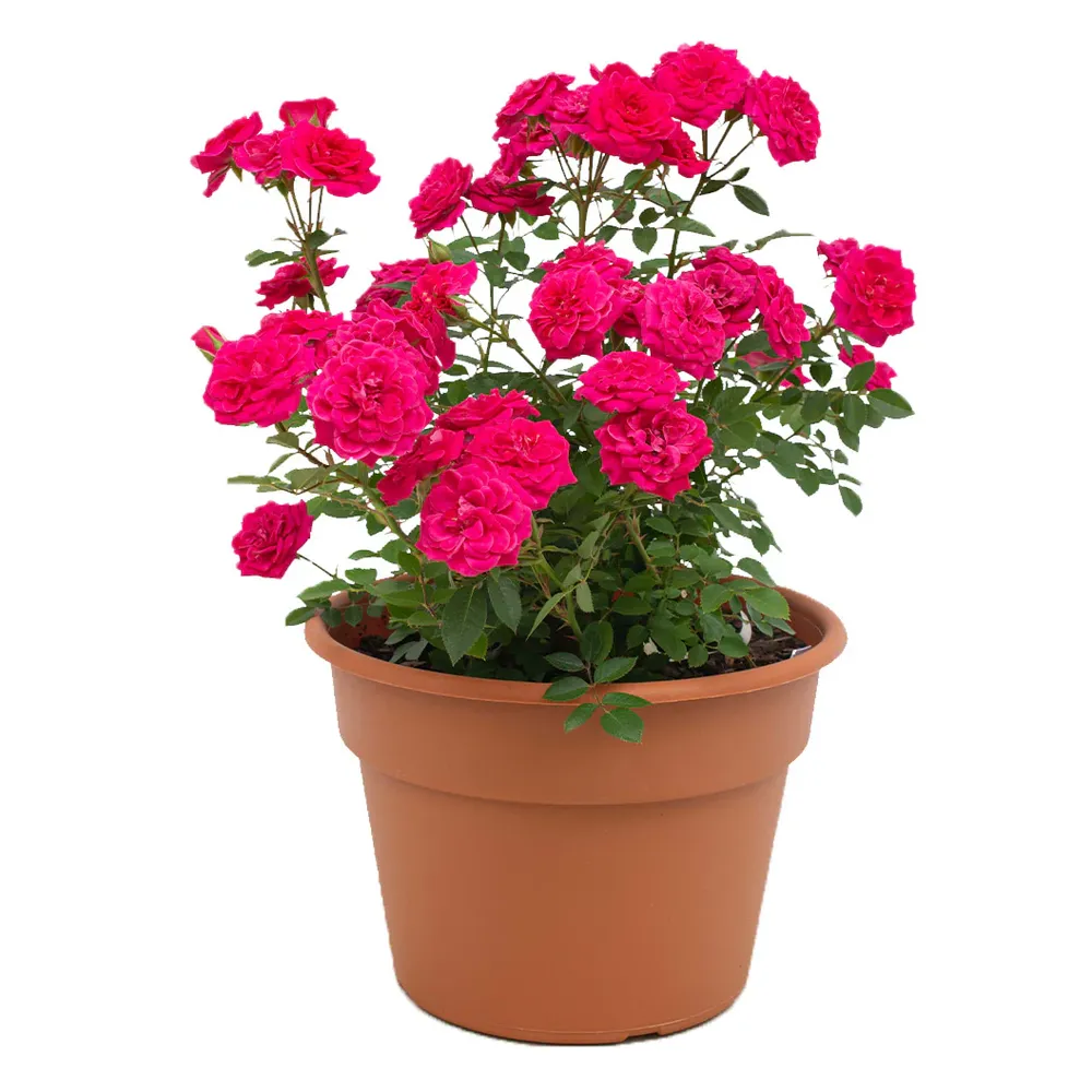 Sunblaze® Dragon Fruit Rose in Decorative Pot