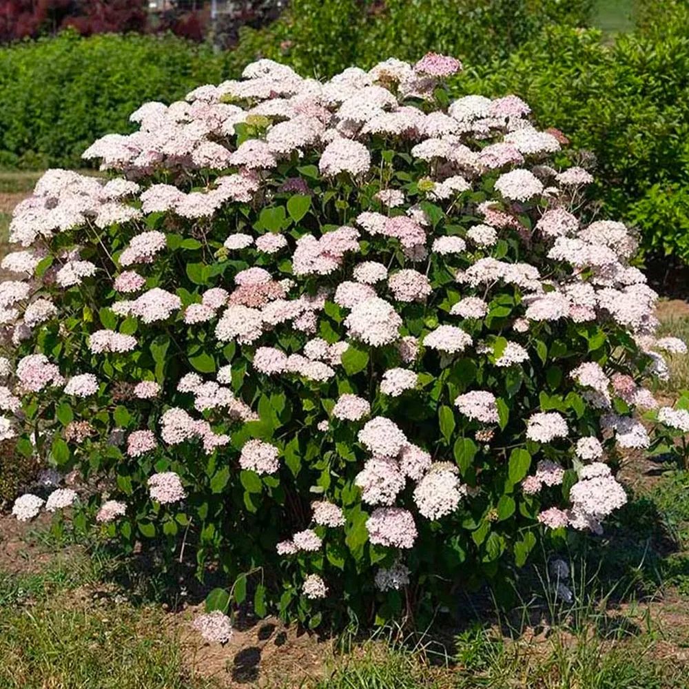 American Lace™ Pink Smooth Hydrangea Shrub - Hardy Flowering Perennial 3