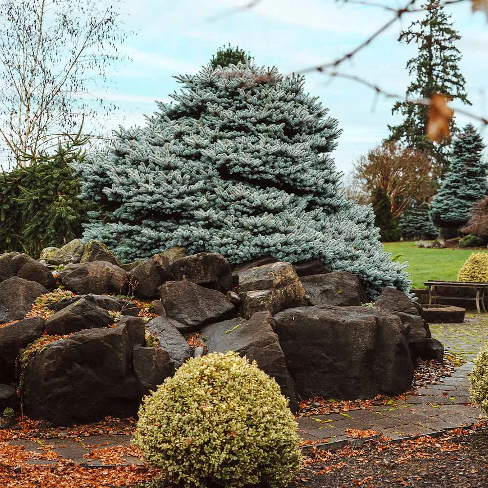 Dwarf Globe Blue Spruce (Picea pungens 'Globosa') - Compact Ornamental Evergreen 3