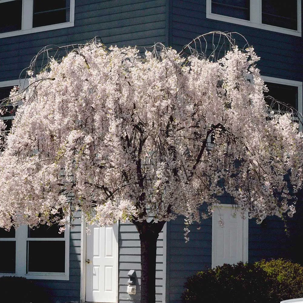 White Weeping Cherry Tree - Cascading Ornamental Flowering Plant 2
