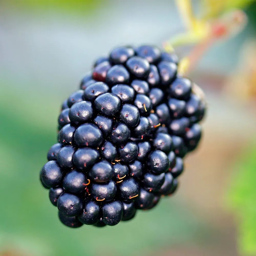 Natchez Thornless Blackberry Plant - Early-Season Erect Fruit Variety 2