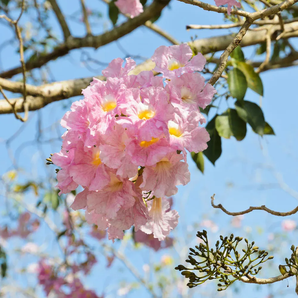 Pink Trumpet Tree (Handroanthus heptaphyllus) Ornamental Flowering Tree Seeds 1