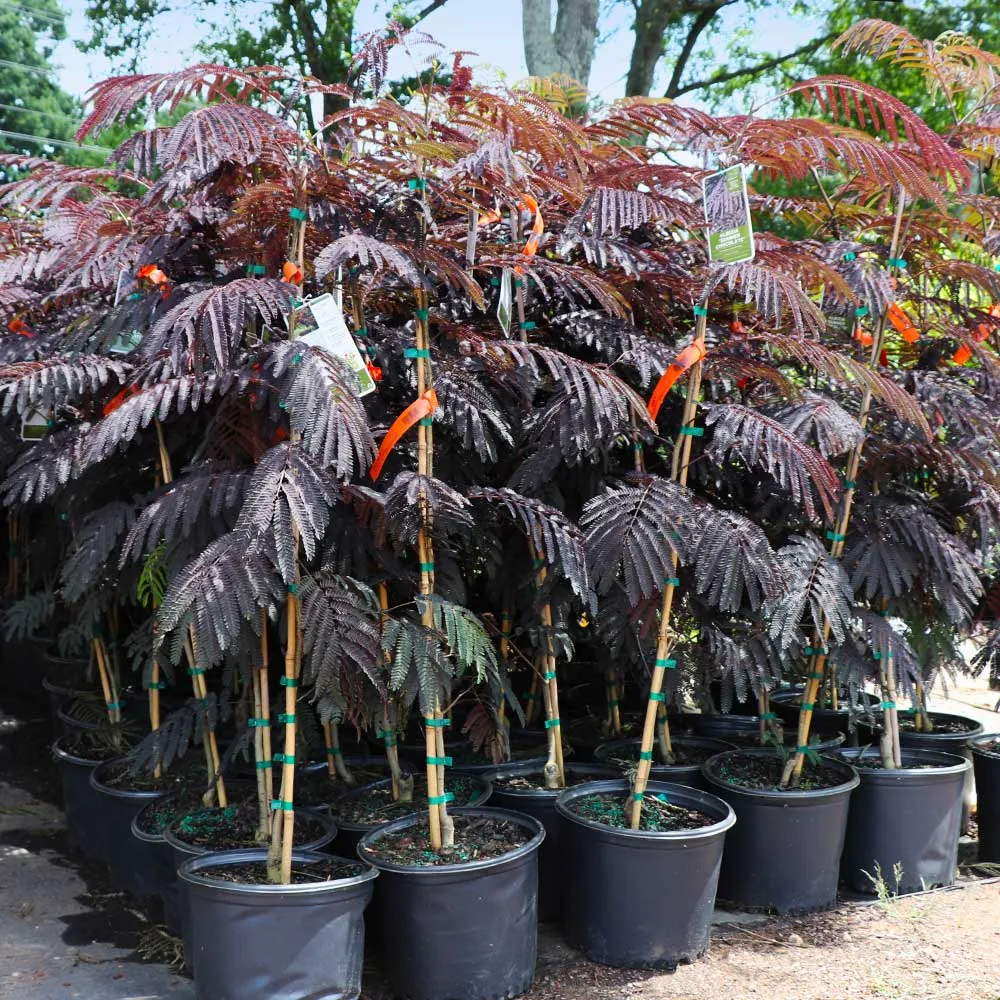 Summer Chocolate Mimosa Tree (Albizia julibrissin) - Ornamental Deciduous Tree 3