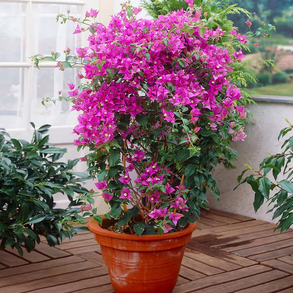 New River Purple Bougainvillea Vine 1