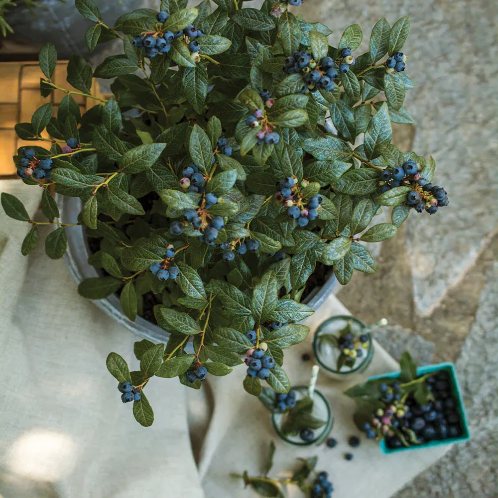 Perpetua Blueberry Bush - Everbearing Edible Landscape Shrub 2