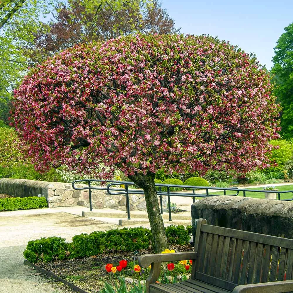 Coralburst Crabapple Tree - Compact Ornamental Flowering Tree