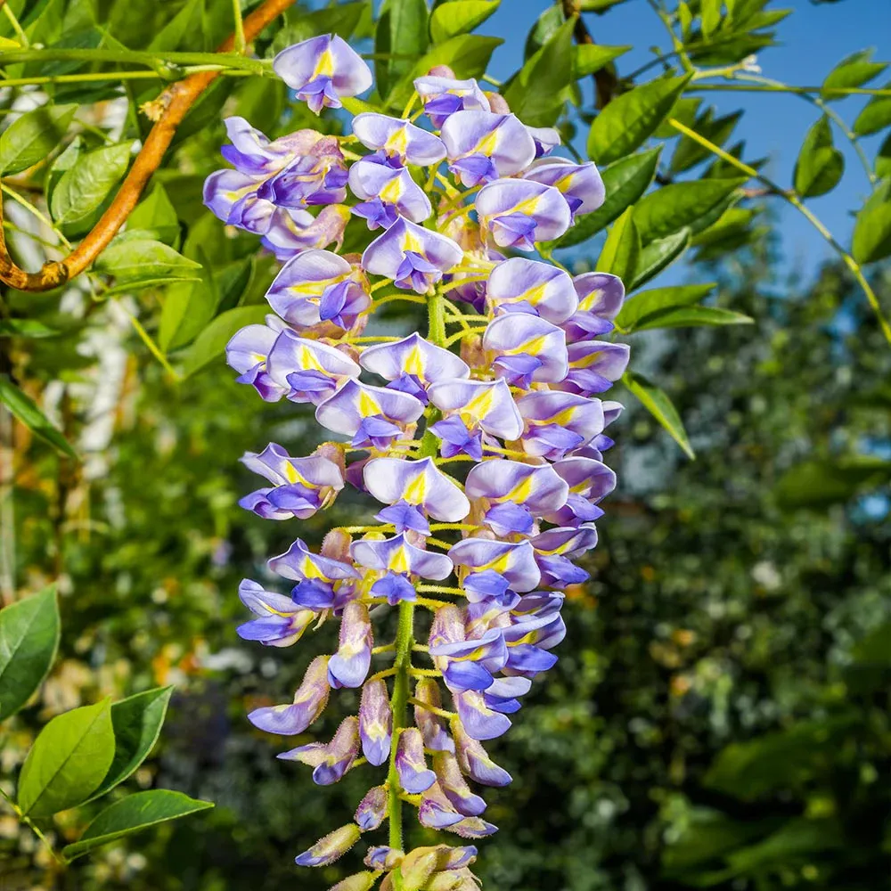 Blue Moon Wisteria Vine (Wisteria macrostachya) - Hardy Perennial Climbing Plant 2