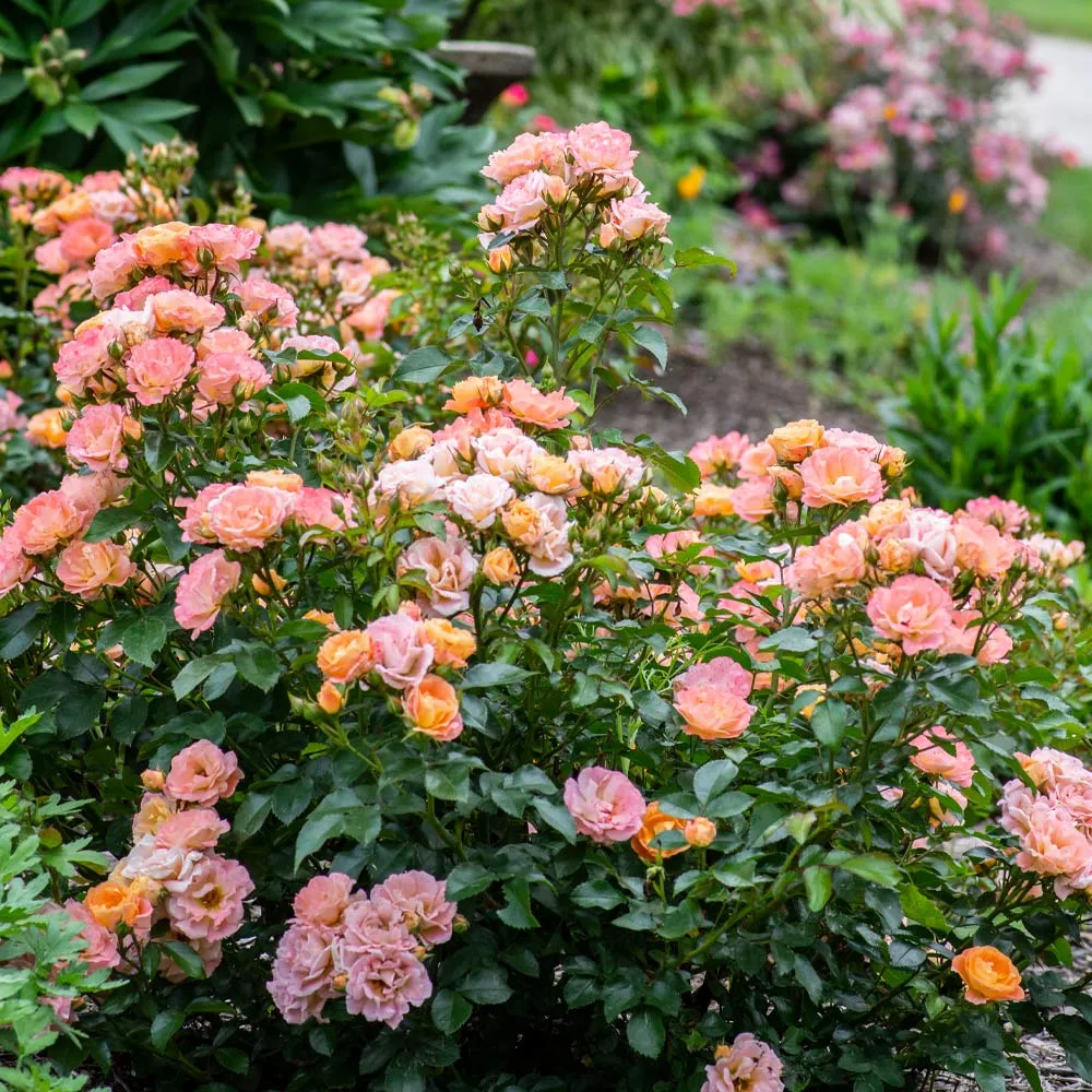 Peach Drift® Rose - Continuous Blooming Groundcover Shrub 1