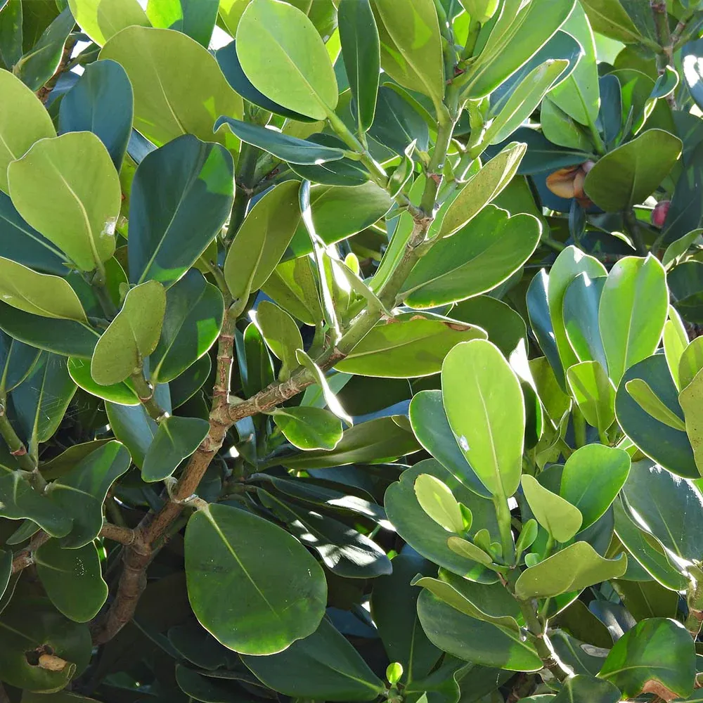 Clusia Rosea Tropical Indoor Plant with Waxy Evergreen Foliage 2