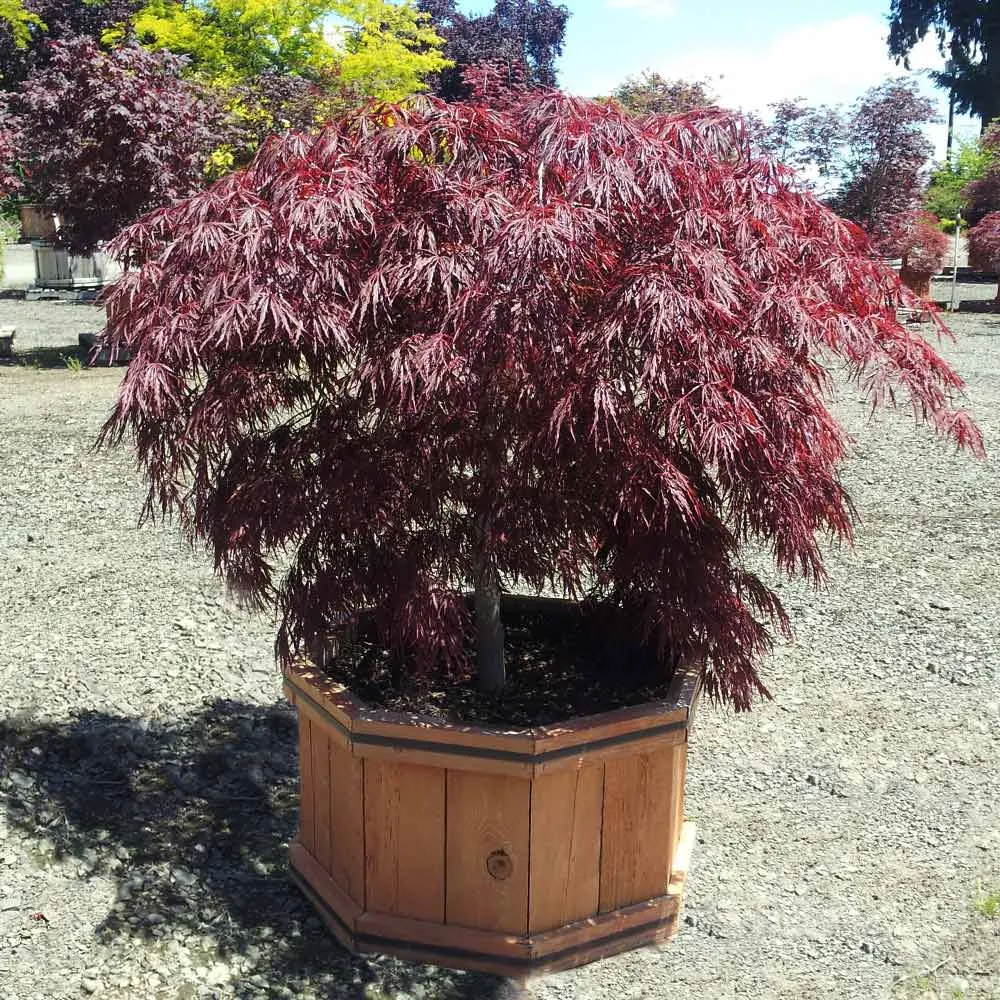 Crimson Queen Japanese Maple Tree - Weeping Laceleaf Acer Palmatum