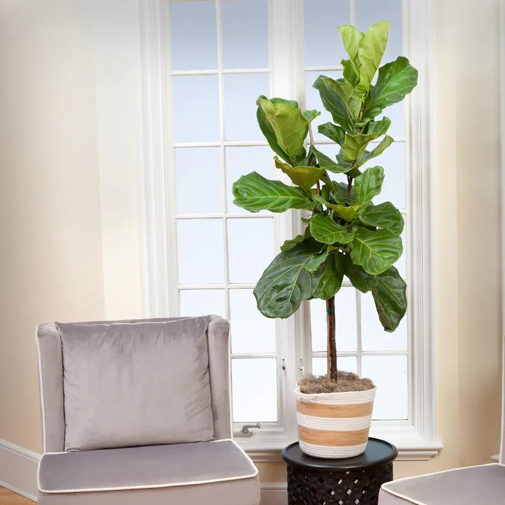 Lifelike Artificial Fiddle-Leaf Fig Tree for Indoor Home and Office Decoration 3