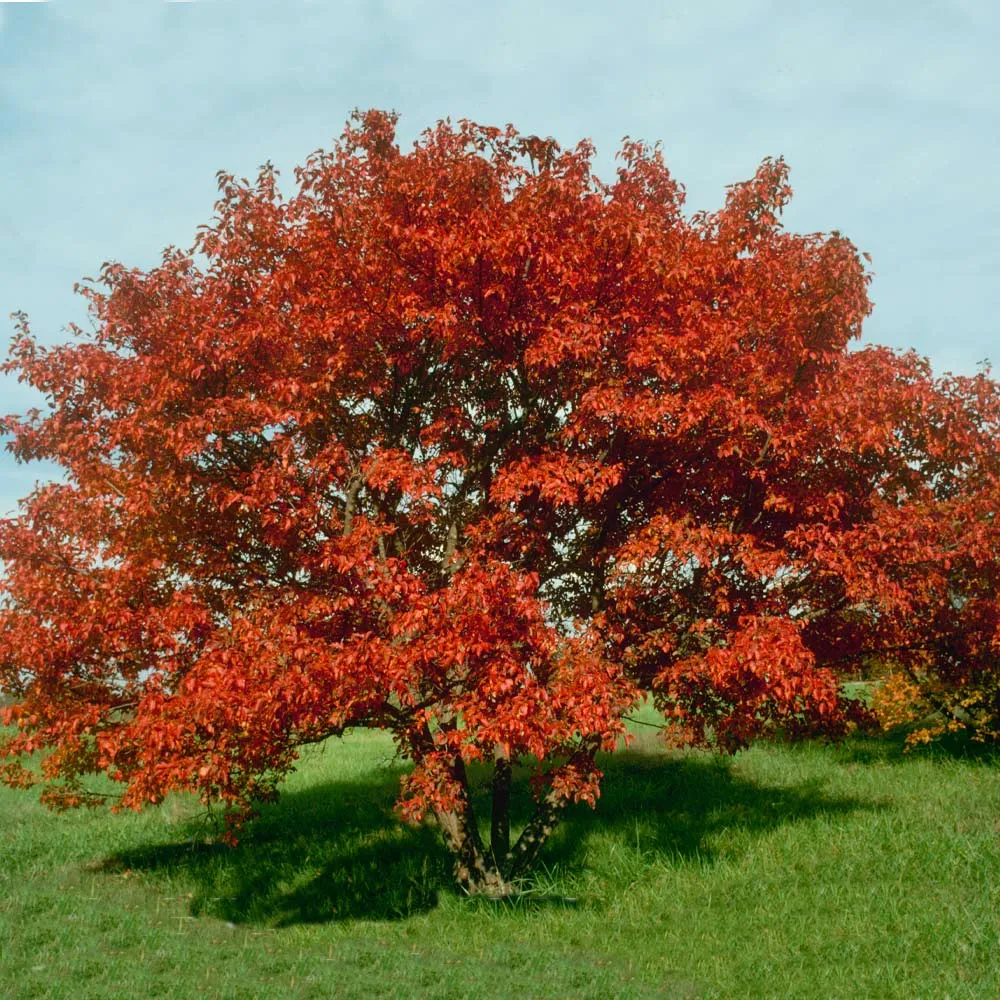 Flame Amur Dwarf Maple Tree - Compact Acer Ginnala Ornamental Shrub