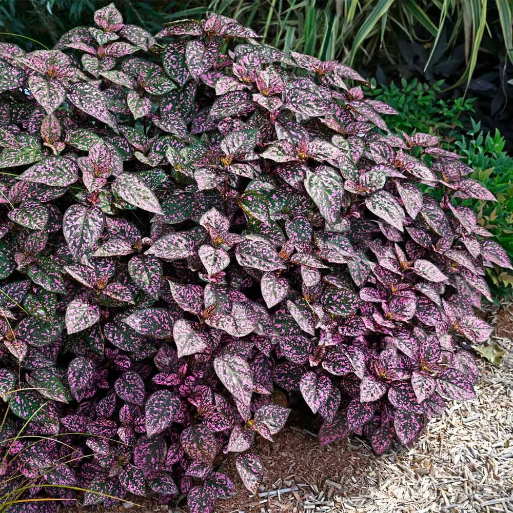 Polka Dot Plant (Hypoestes phyllostachya) Indoor Ornamental Foliage 1