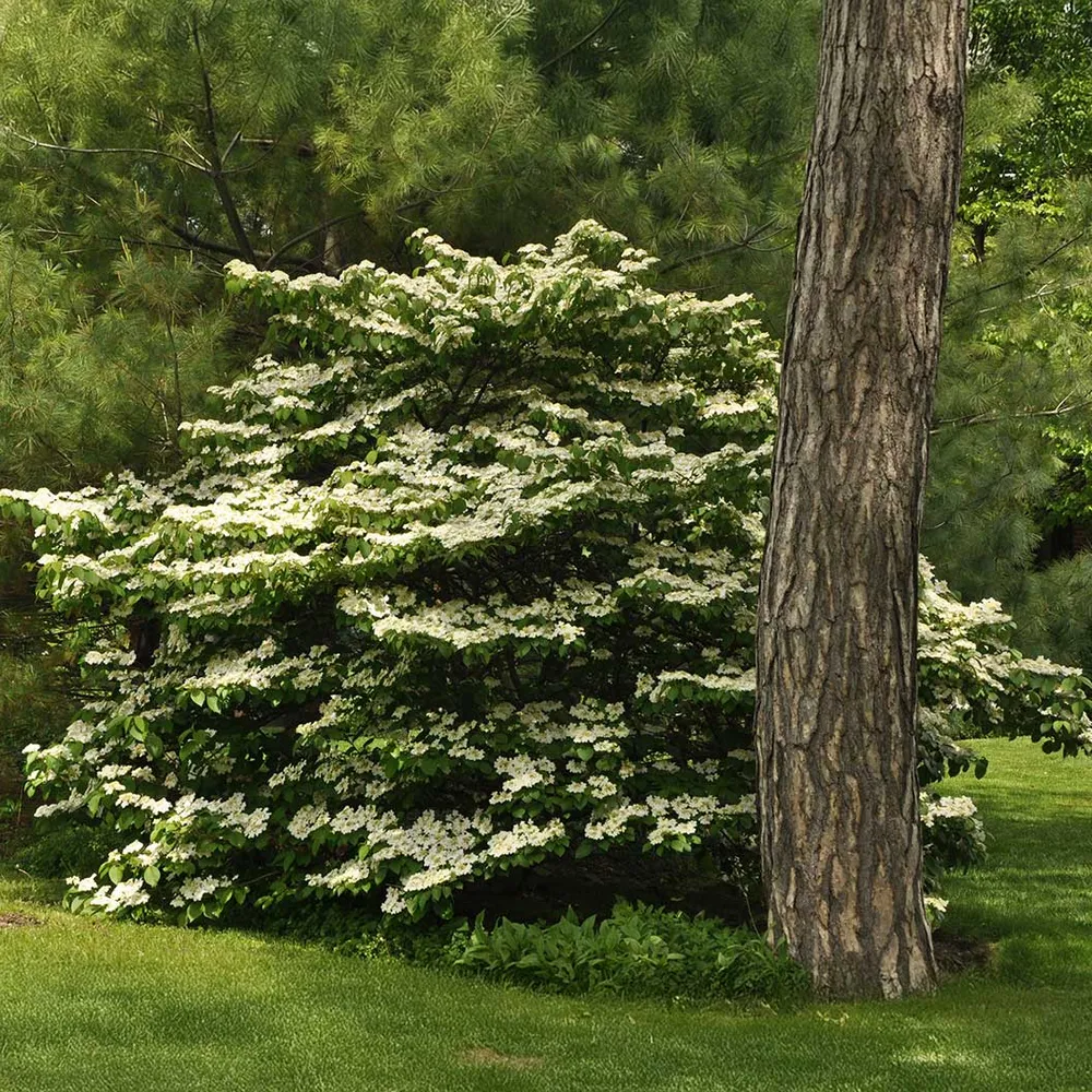 Cherokee Princess® Dogwood (Cornus florida)