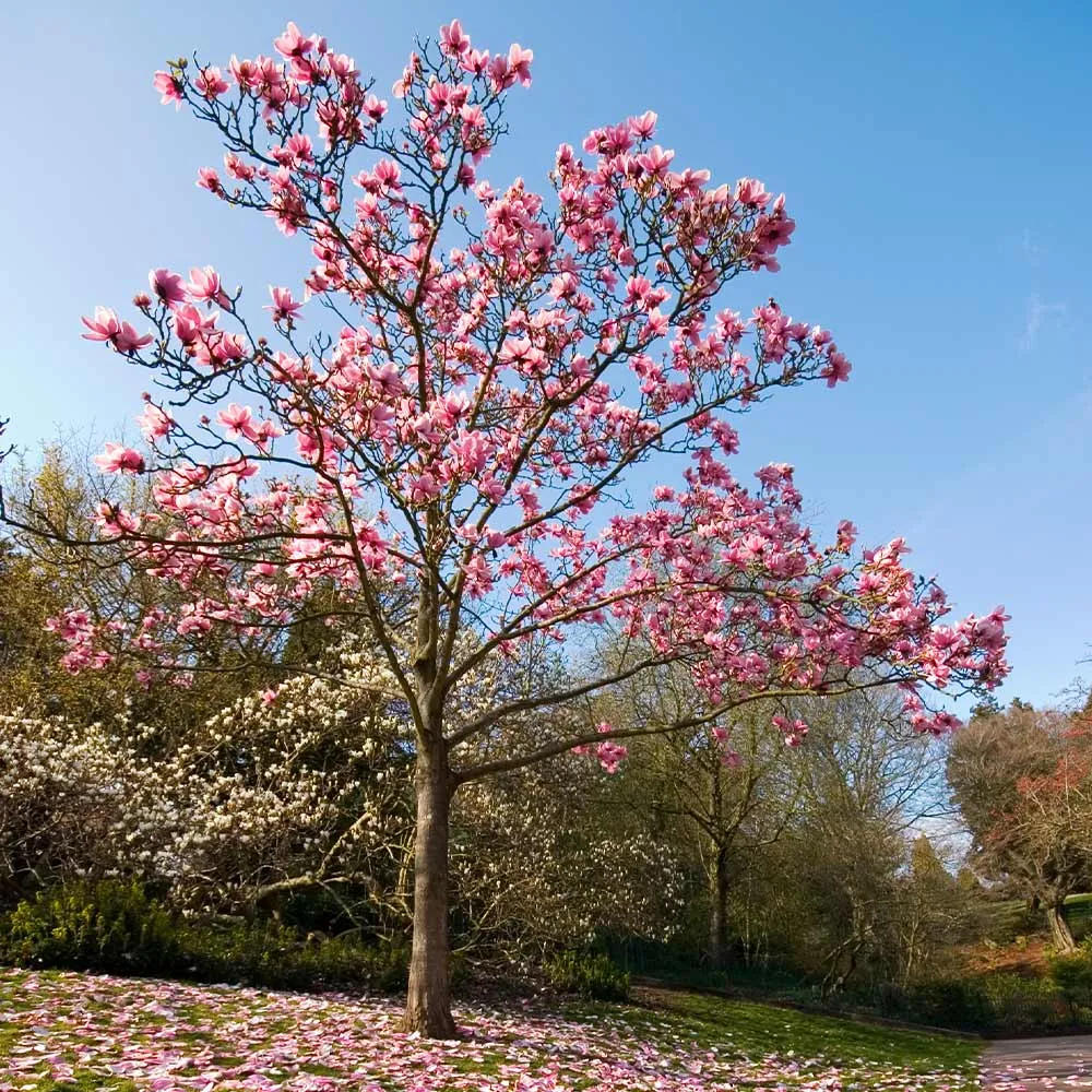 Ann Magnolia Tree - Deciduous Flowering Shrub 1