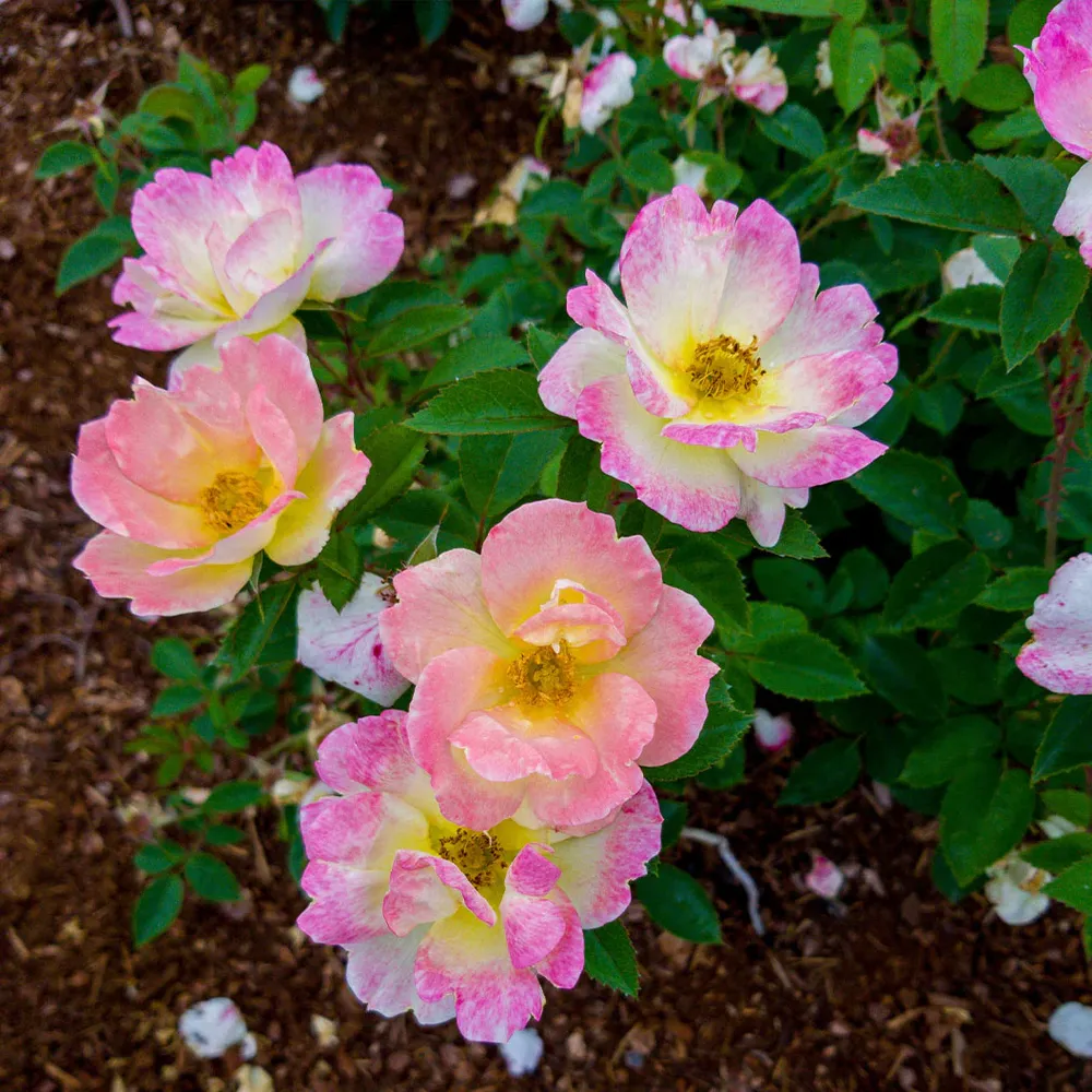 Peach Lemonade® Rose Bush - Repeat-Blooming Garden Shrub 3