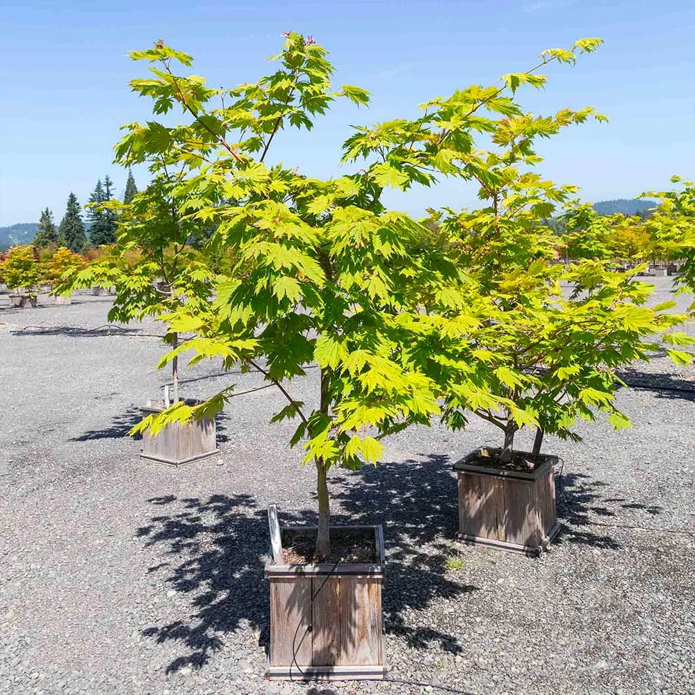 Rising Sun Full Moon Maple Tree - Acer shirasawanum Ornamental Garden Plant 1