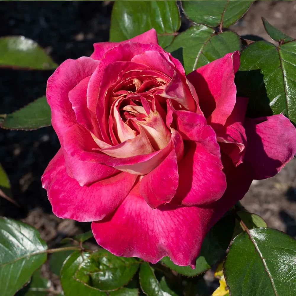 Cherries & Champagne™ Repeat-Blooming Garden Rose Shrub 1