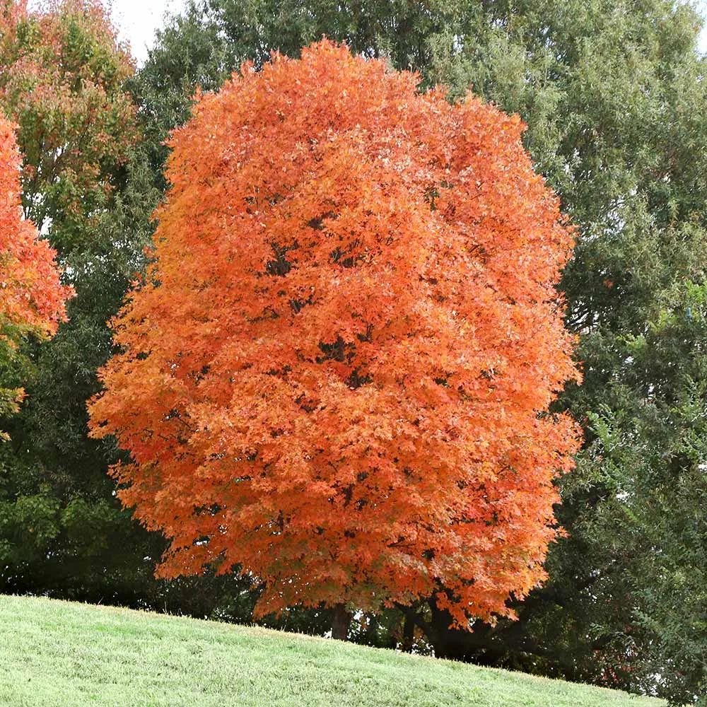 Artificial Sugar Maple Tree with Realistic Autumn Foliage for Indoor Decor 4