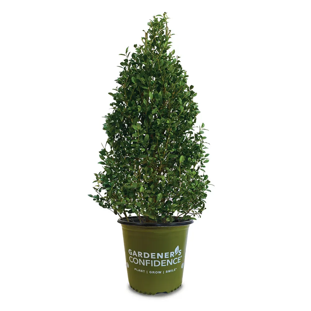 Arrow Point® Japanese Holly (Ilex crenata) Upright Evergreen Shrub 2