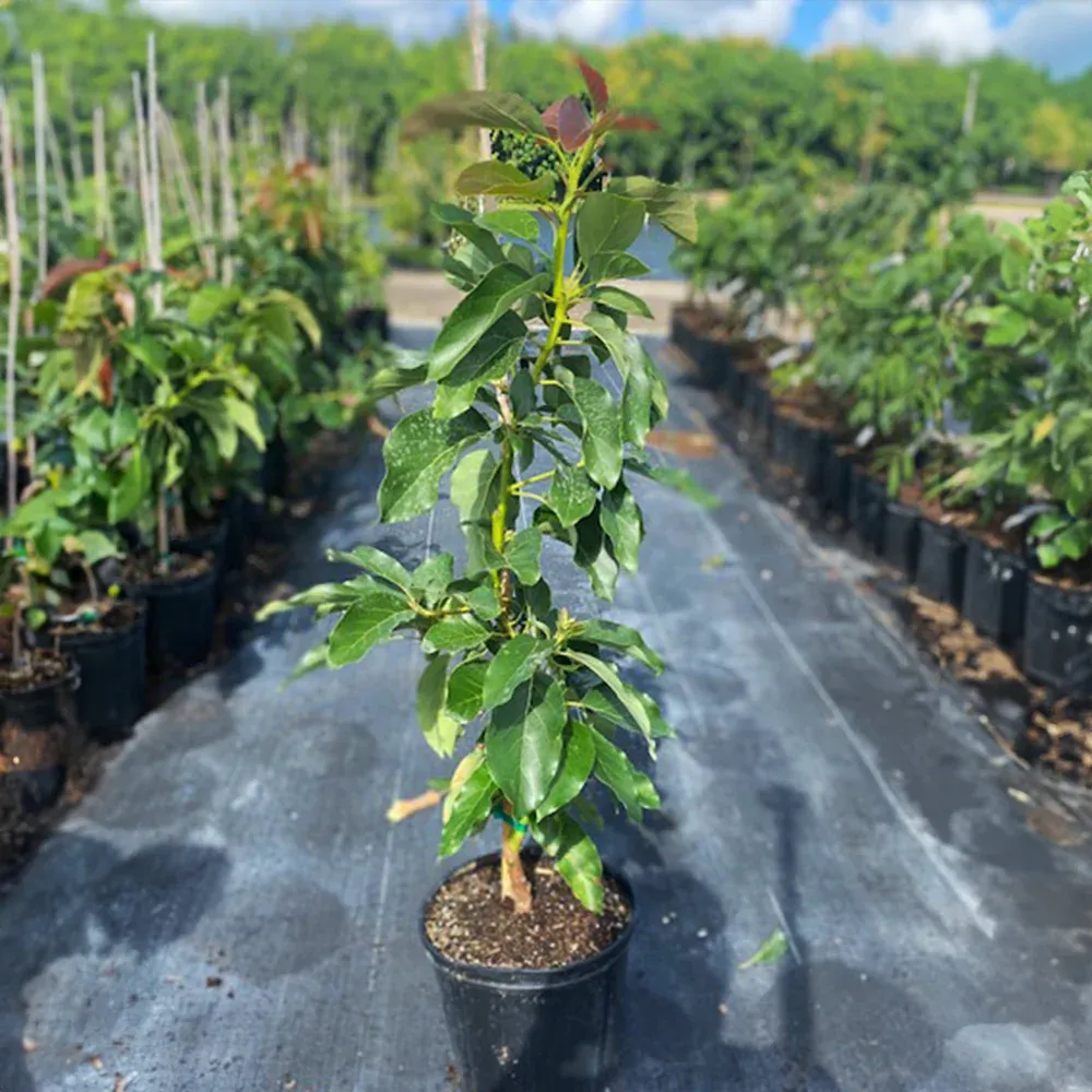 Choquette Avocado - Large Tropical Variety 1