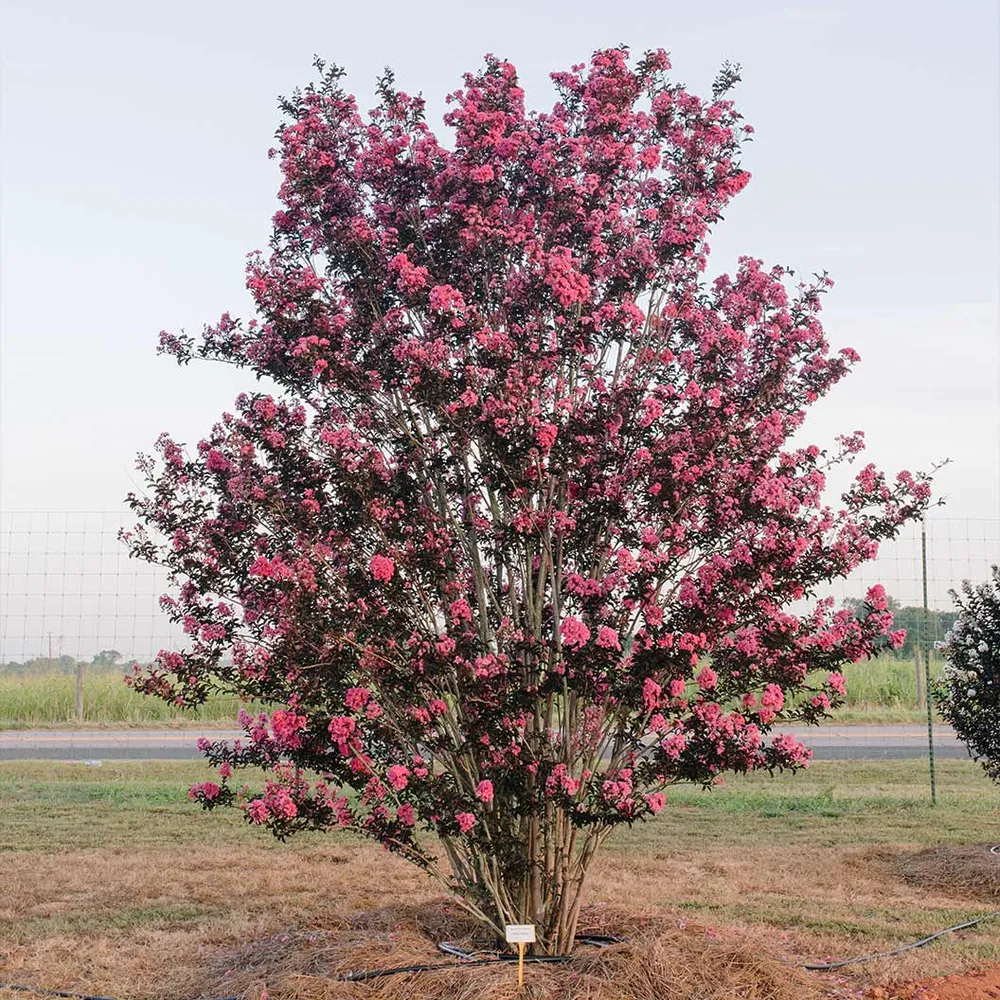 First Editions® Twilight Magic™ Crape Myrtle - Compact Flowering Shrub 2