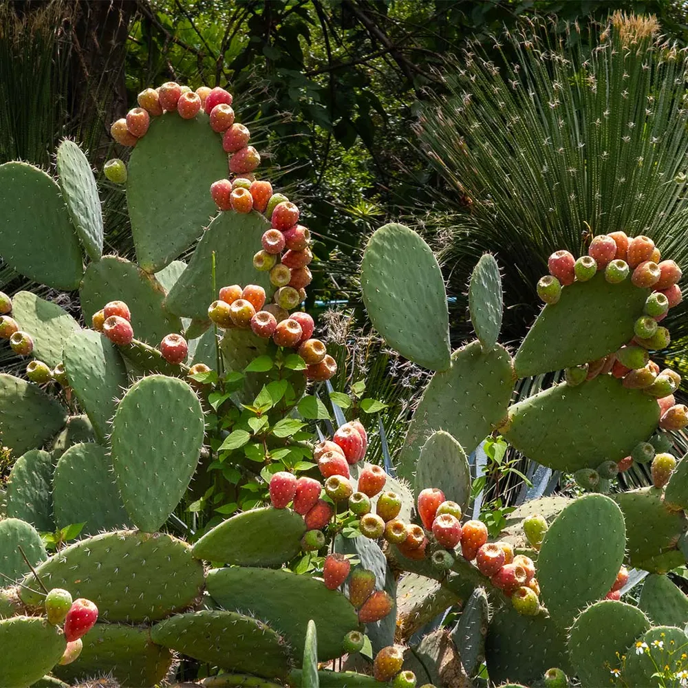 Nopal Prickly Pear Cactus Plant - Live Opuntia Succulent for Home and Garden 2