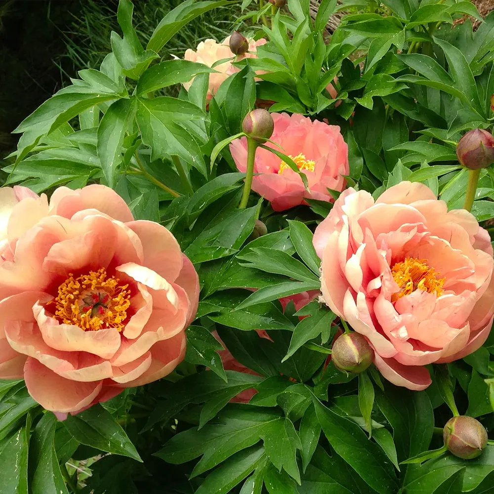 Garden Candy® Peach A Licious™ Itoh Peony Plant 2