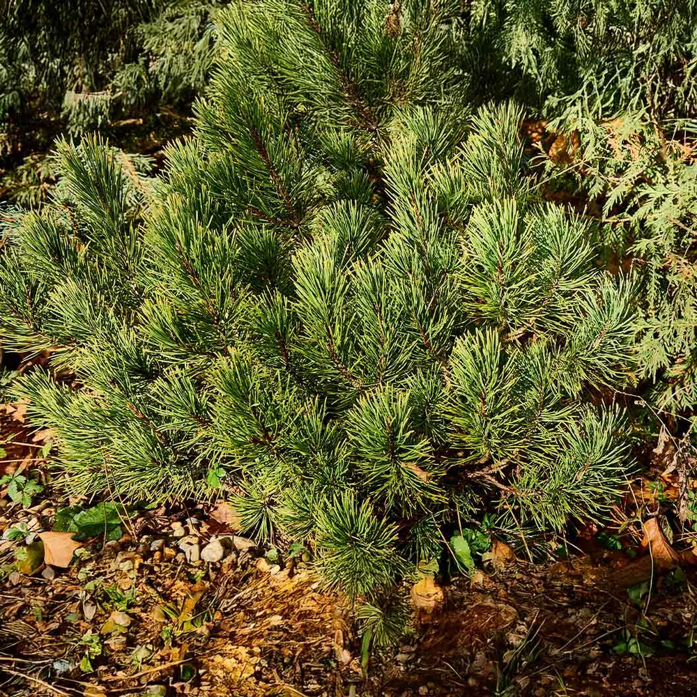 Ophir Mugo Pine Shrub - Compact Evergreen Conifer