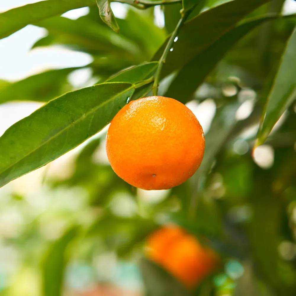California Honey Mandarin Tree - Fruit-Bearing Citrus Plant 1