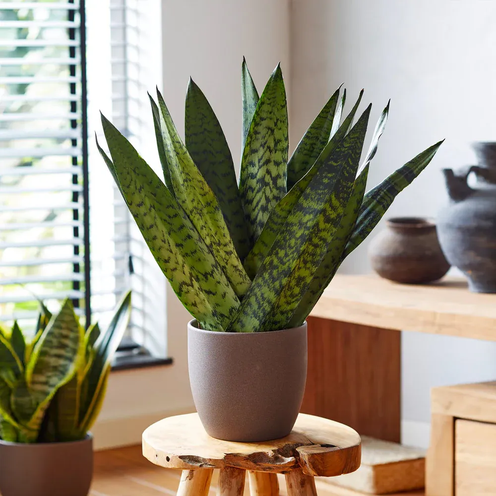 Zeylanica Snake Plant (Sansevieria Trifasciata) - Indoor Houseplant