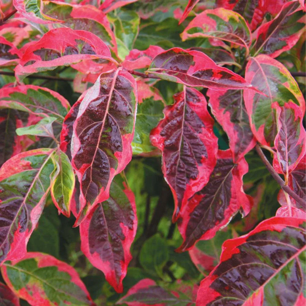 Celestial Shadow Dogwood Tree - Variegated Ornamental Deciduous Tree 1