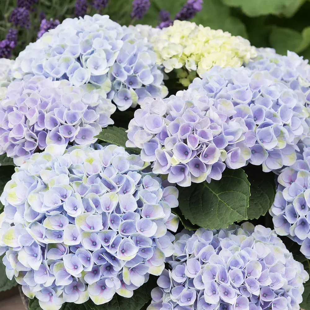 Magical Elizabeth Ashley Blue Hydrangea Shrub