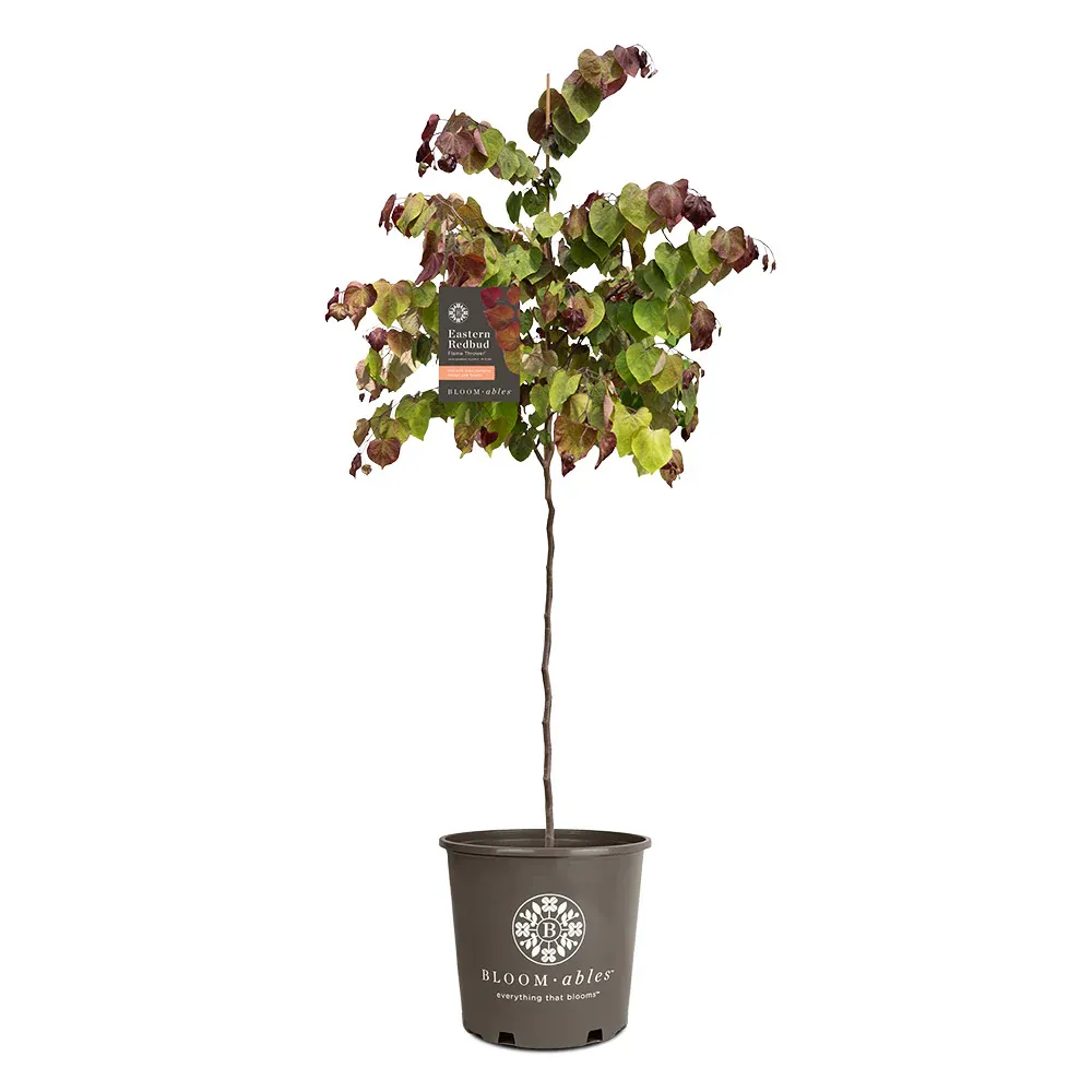 Flame Thrower® Redbud Tree - Cercis canadensis Ornamental Flowering Tree 4