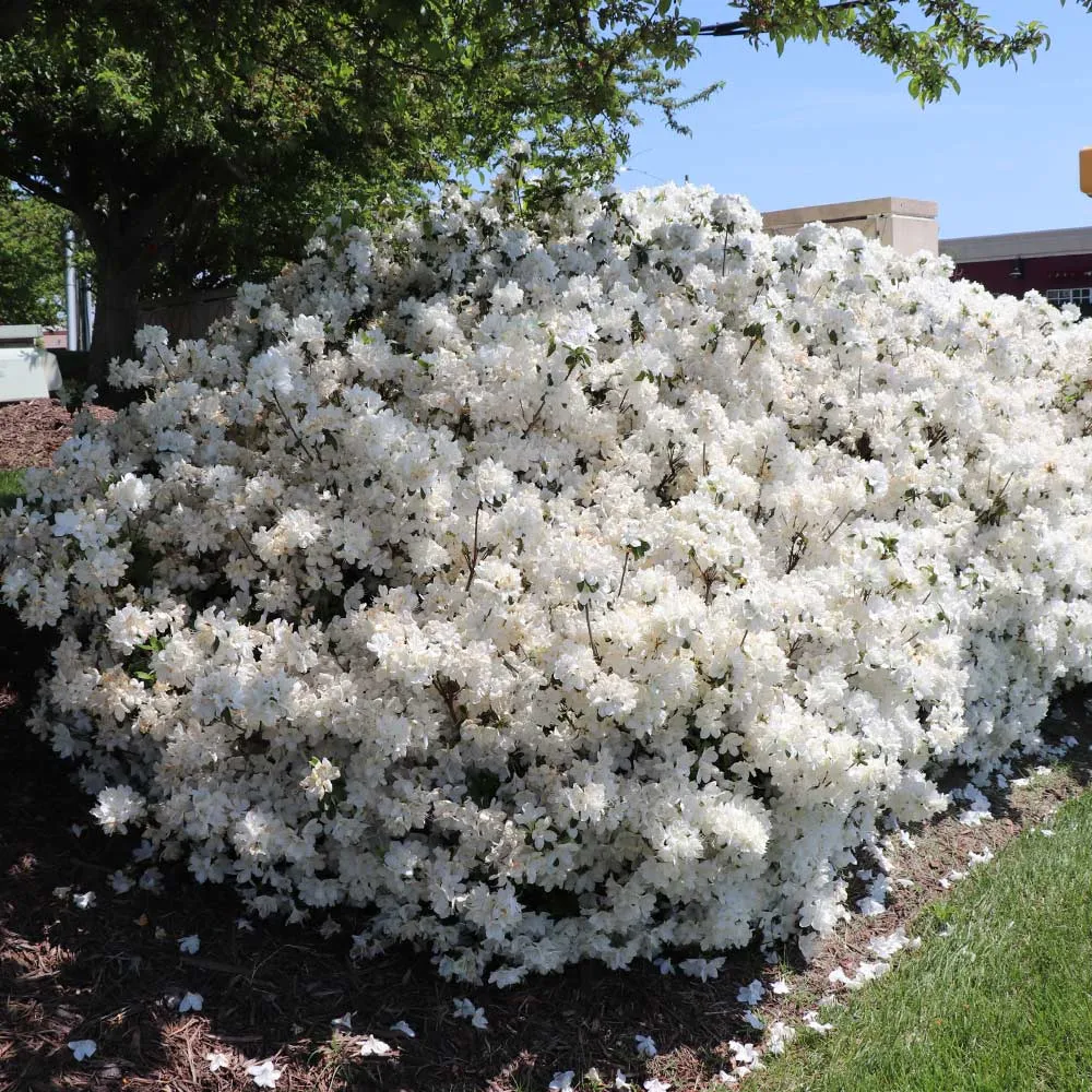 Delaware Valley White Azalea Evergreen Flowering Shrub 3