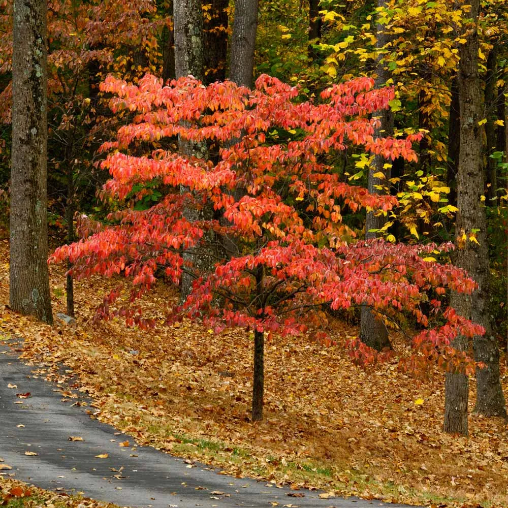 Cherokee Chief Dogwood Tree (Cornus florida) 2