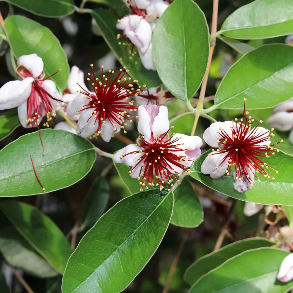 Pineapple Guava Coolidge Tree (Feijoa sellowiana) 1