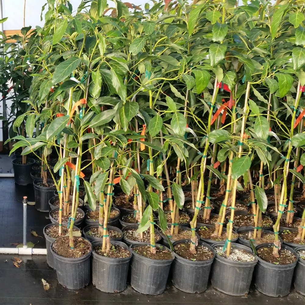 Hass Avocado Tree - Live Fruit-Bearing Plant for Home and Garden 4