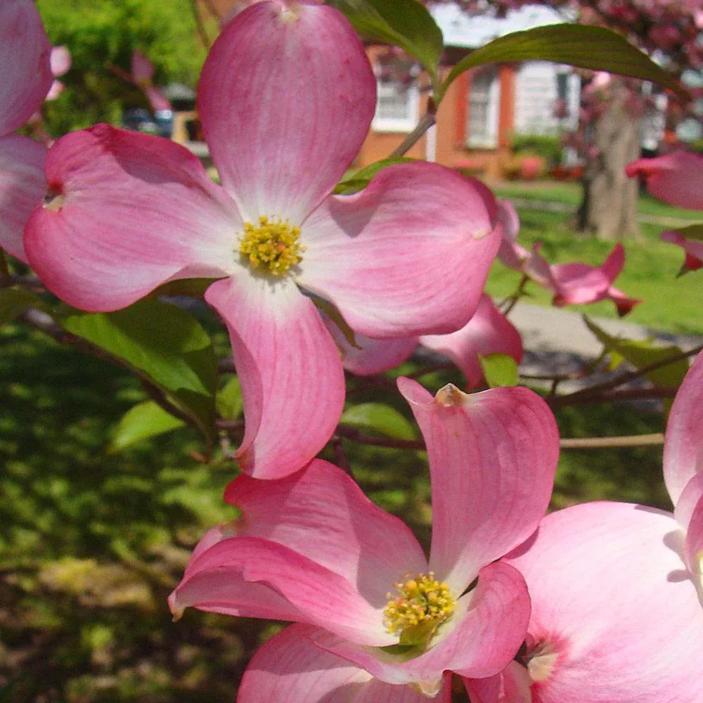 Realistic Pink Dogwood Tree - Artificial Decorative Flowering Plant 2