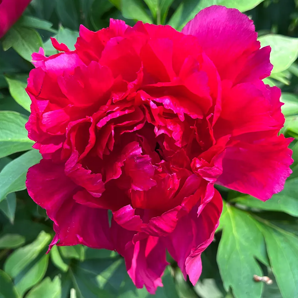 Candy Apple Itoh Peony Bush - Intersectional Hybrid Perennial 2