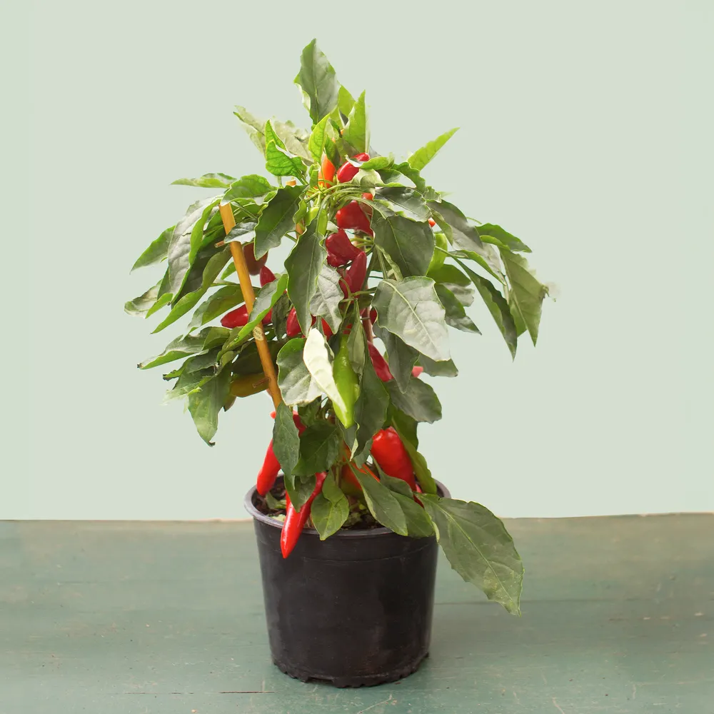 Fresh Sweet Pepper Bell Pepper Vegetable