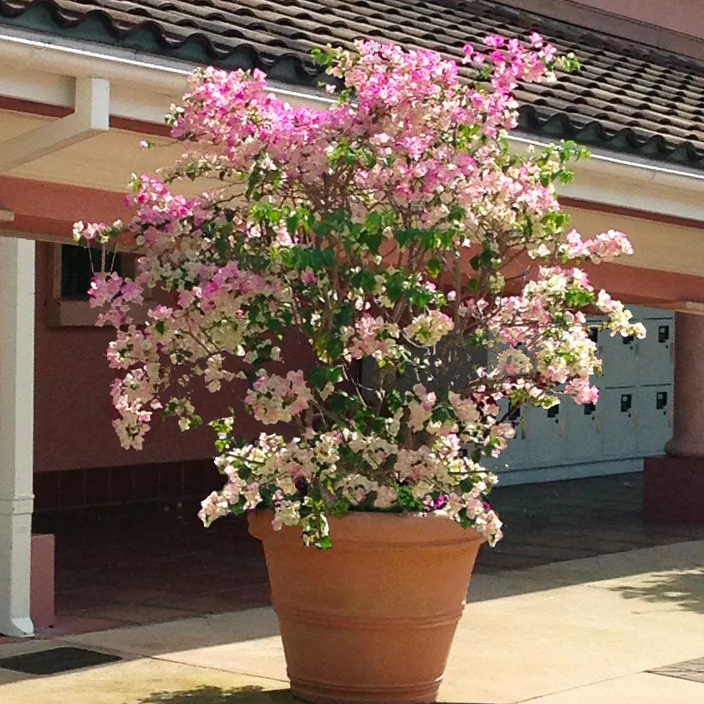 Thai Delight Bougainvillea Vine - Vibrant Climbing Ornamental Plant
