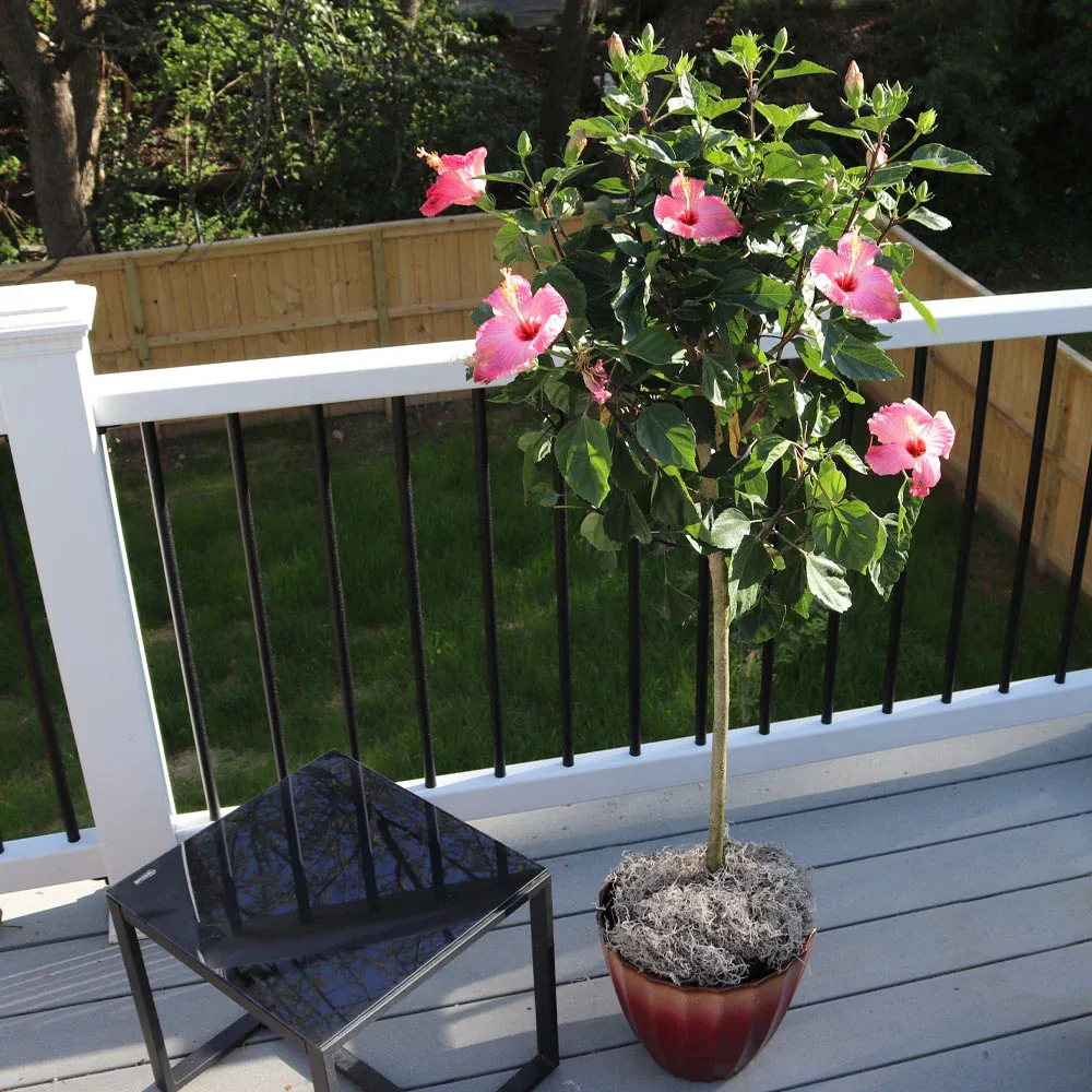 Pink Tropical Hibiscus Tree - Artificial Potted Plant for Indoor Home and Office Decor